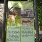 Budakeszi Vadaspark Budakeszi - 