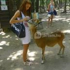 Budakeszi Vadaspark Budakeszi - 