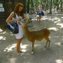 Budakeszi Vadaspark Budakeszi - Egyéb