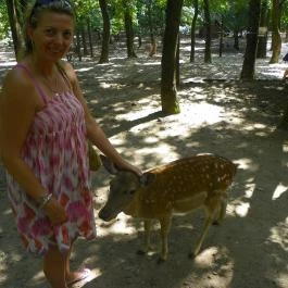 Budakeszi Vadaspark Budakeszi - Egyéb