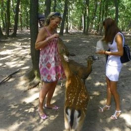 Budakeszi Vadaspark Budakeszi - Egyéb