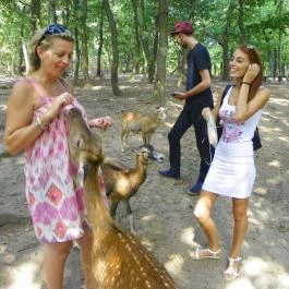 Budakeszi Vadaspark Budakeszi - Egyéb