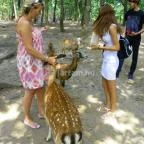 Budakeszi Vadaspark Budakeszi - 