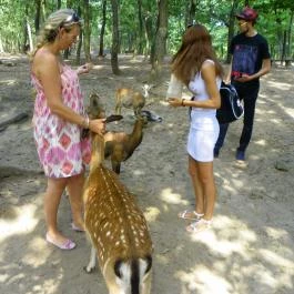 Budakeszi Vadaspark Budakeszi - Egyéb