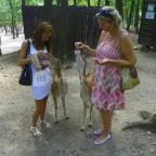 Budakeszi Vadaspark Budakeszi - 