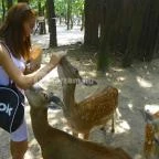 Budakeszi Vadaspark Budakeszi - 