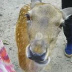 Budakeszi Vadaspark Budakeszi - 