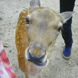 Budakeszi Vadaspark Budakeszi - Egyéb