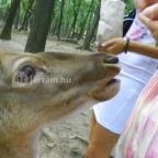 Budakeszi Vadaspark Budakeszi - 