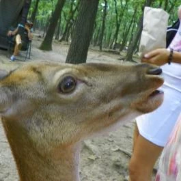 Budakeszi Vadaspark Budakeszi - Egyéb