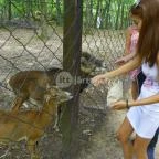 Budakeszi Vadaspark Budakeszi - 