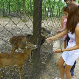 Budakeszi Vadaspark Budakeszi - Egyéb
