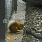 Budakeszi Vadaspark Budakeszi - 