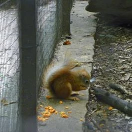 Budakeszi Vadaspark Budakeszi - Egyéb