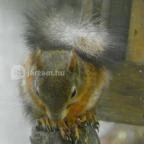 Budakeszi Vadaspark Budakeszi - 