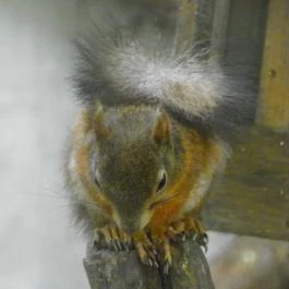 Budakeszi Vadaspark Budakeszi - Egyéb