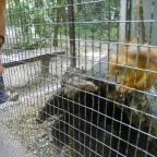 Budakeszi Vadaspark Budakeszi - 