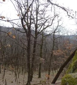 Cserépváraljai kaptárkövek