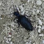 Cserépváraljai kaptárkövek Cserépváralja - 