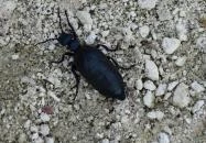 Cserépváraljai kaptárkövek Cserépváralja