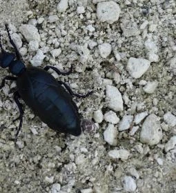 Cserépváraljai kaptárkövek