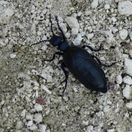 Cserépváraljai kaptárkövek, Cserépváralja - 