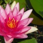 Egri Termálfürdő Eger - 