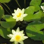 Egri Termálfürdő Eger - 