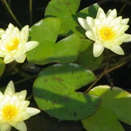 Egri Termálfürdő Eger - Egyéb