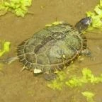 Egri Termálfürdő Eger - 