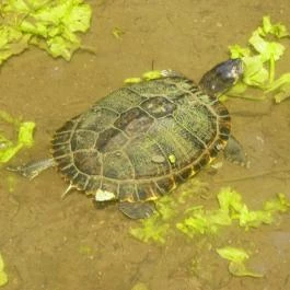 Egri Termálfürdő Eger - Egyéb