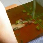 Egri Termálfürdő Eger - 