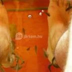 Egri Termálfürdő Eger - 