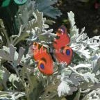 Egri Termálfürdő Eger - 