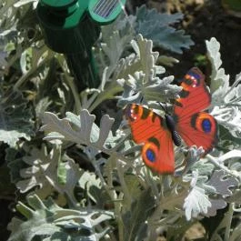 Egri Termálfürdő Eger - Egyéb