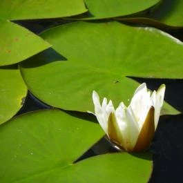 Egri Termálfürdő Eger - Egyéb