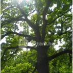 Festetics-kastély Dég - 