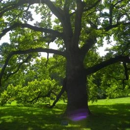 Festetics-kastély Dég - Egyéb