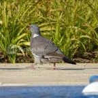 Forgách Kastély Mándok - Környék