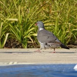 Forgách Kastély Mándok - Környék