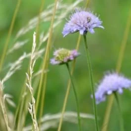 Füzéri Várgondnokság, Füzér - 