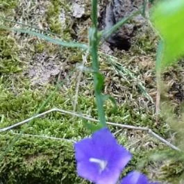 Füzéri Várgondnokság, Füzér - 