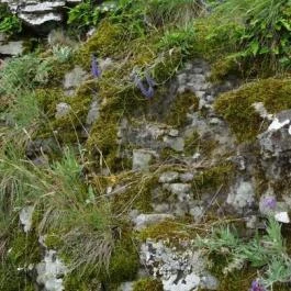 Füzéri Várgondnokság, Füzér - 