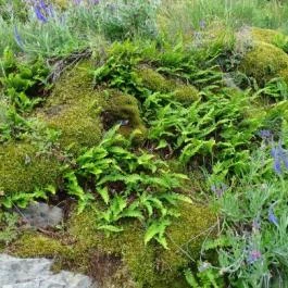 Füzéri Várgondnokság, Füzér - 