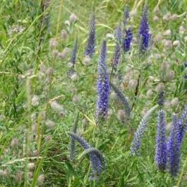 Füzéri Várgondnokság, Füzér - 