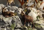 Hunor Vadászati Múzeum Vásárosnamény