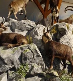 Hunor Vadászati Múzeum