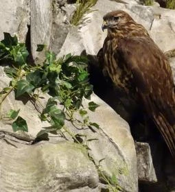 Hunor Vadászati Múzeum