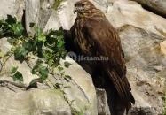 Hunor Vadászati Múzeum Vásárosnamény