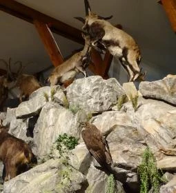 Hunor Vadászati Múzeum